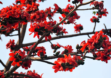 10 RED SILK COTTON Tree Bombax Ceiba Kapok Tropical Flower Seeds